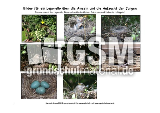 Leporello-Amsel-Aufzucht-Fotos.pdf